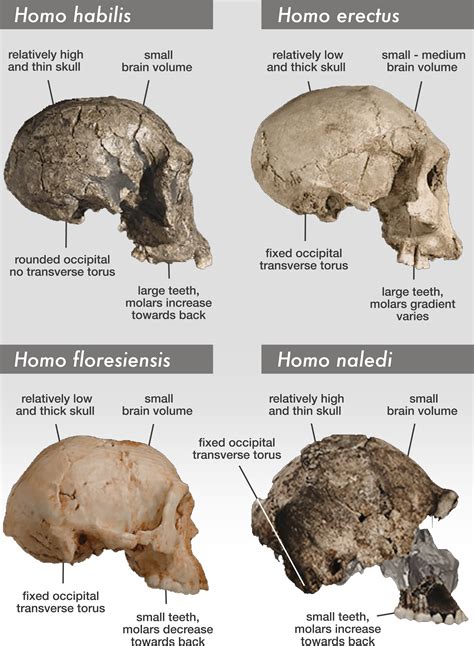 Homo naledi fosilijos ir urvų komplekso vaizdas