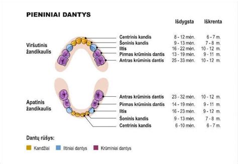 kūdikių dantų dygimo schema