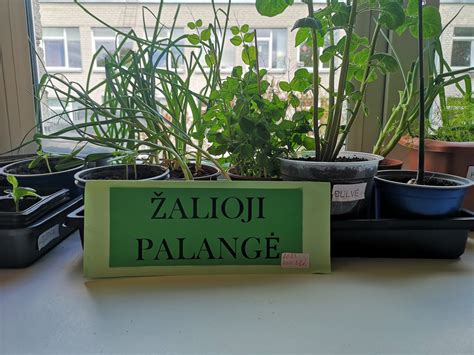 Įvairių rūšių mėtos