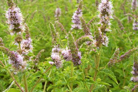 Laukinių mėtų rinkimas