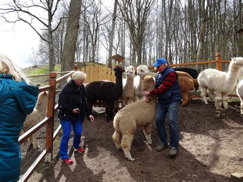 Alpakų kaimenė Andų kalnų fone