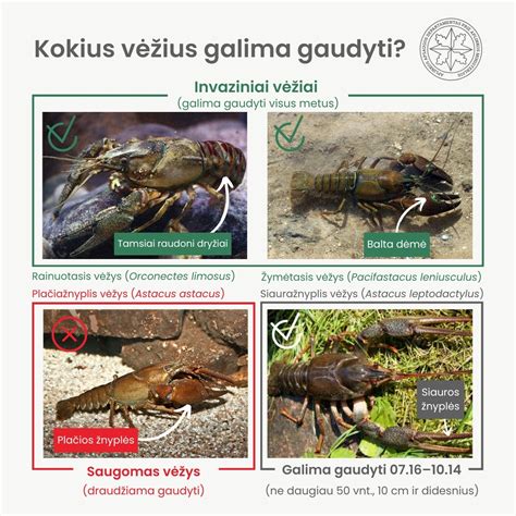 Schema su vėžių gaudymo įrankiais