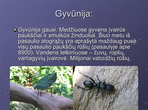 Gajanos atogrąžų miškų ir gyvūnijos įvairovė