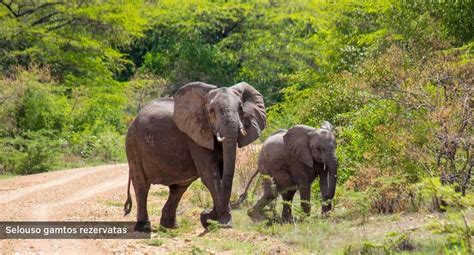Laukinės gamtos safaris Afrikoje