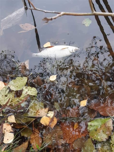 Lietuviškos žuvys tvenkinyje