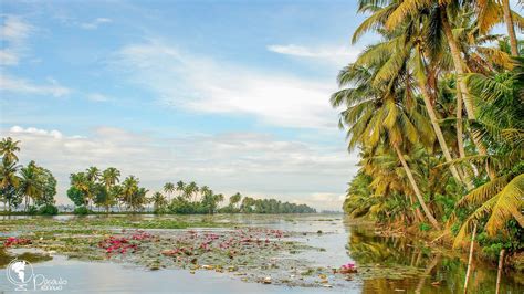 Kerala: kanalų labirintas ir kokosų palmės