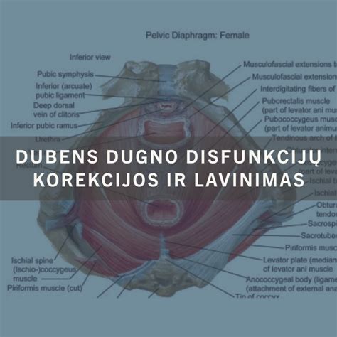 Moters kūnas ir pavaizduoti dubens dugno raumenys
