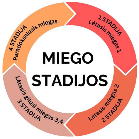 Smegenų veiklos schema miego metu