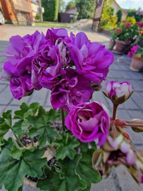 Įvairiaspalvės pelargonijos žiedų kompozicija