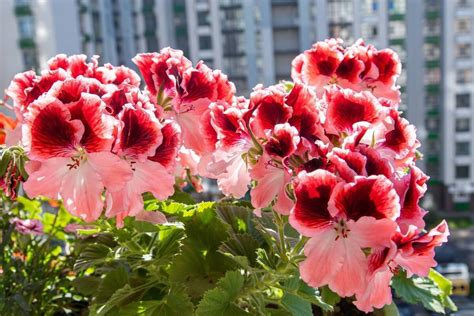 Artima pelargonijos žiedų ir lapų nuotrauka