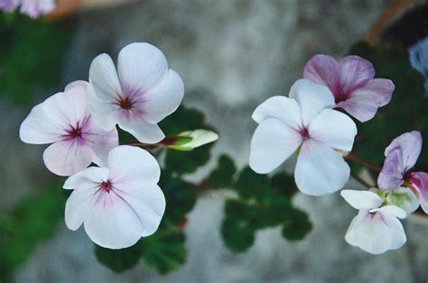 Pelargonijos lapai ir žiedai su lašeliu vandens