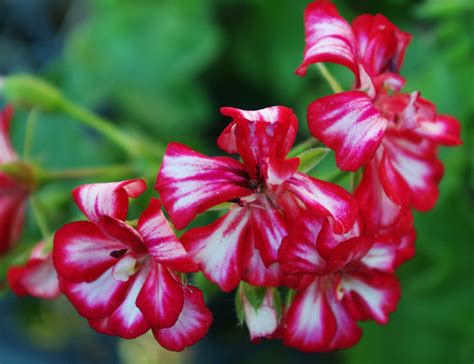 Pietų Afrikos pelargonijos (Pelargonium sidoides) augalas