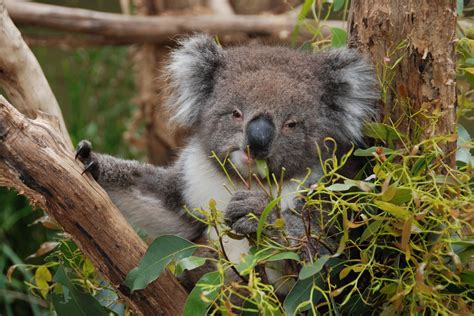 Koala, būdingas Pietų pusrutulio gyvūnas