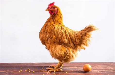 Višta kvokšlė su kiaušiniais lizde