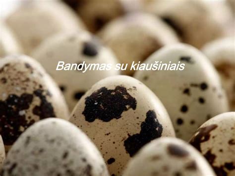 Kaimanų lizdas su kiaušiniais
