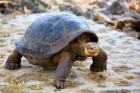 Dramblinis vėžlys Galapagų salose