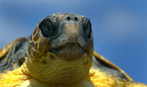 Galapagų salų gigantiškas vėžlys