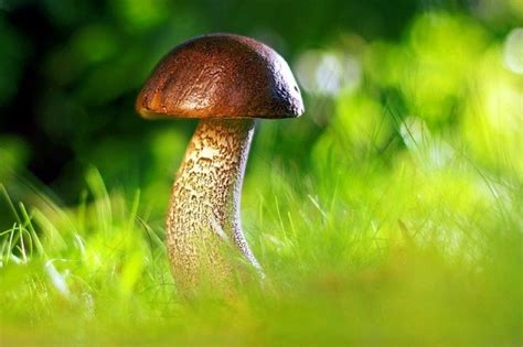 Nuodingų ir valgomų grybų pavyzdžiai, palyginimas