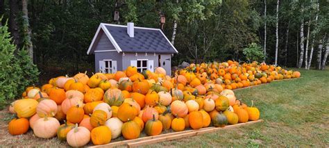 Moliūgų derlius rudenį