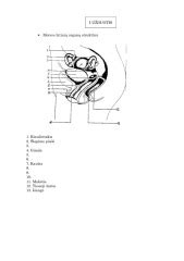 Moterų lytinių organų anatomijos schema