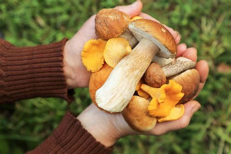 Įvairūs miško grybai