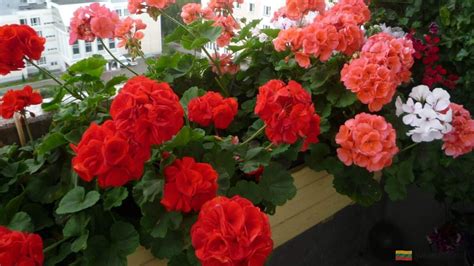 Pelargonijos augalo išvaizda