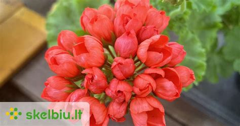 Skirtumai tarp Pelargonijos ir Geranijos