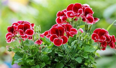 Vaistinės pelargonijos lapų naudojimas