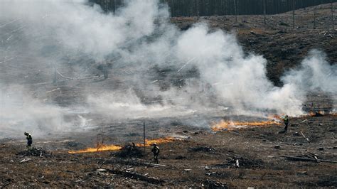 Kontroliuojamo deginimo schema miškų valdyme
