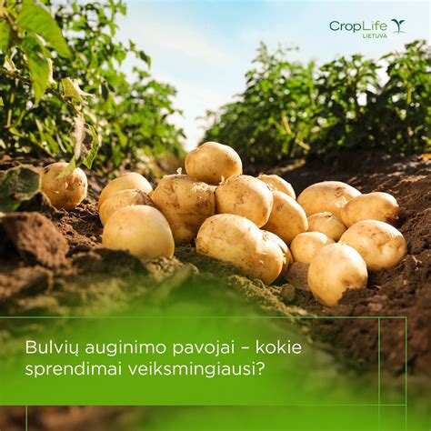 Bulvių auginimo schema
