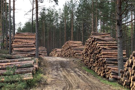Miškų kirtimas Amazonėje