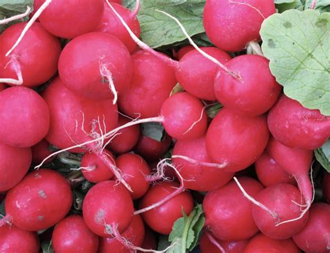 Įvairių spalvų ridikai ir ridikėliai