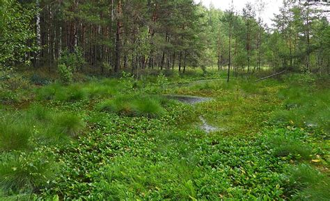 Pelkės augalija: kiminai, saulašarės ir spanguolės