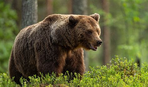 Rudasis lokys Pietų Uralo miškuose