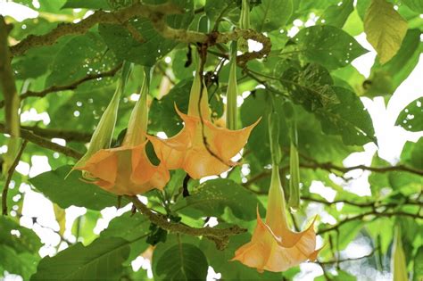Brugmansijos augalas su gausiais trimito formos žiedais