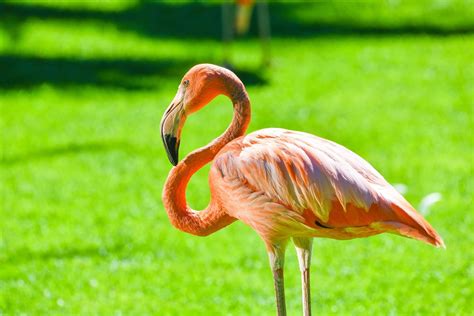 Kamargo deltos flamingai