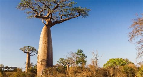 Madagaskaro kraštovaizdis ir baobabų alėja