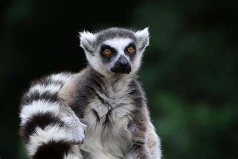 Žiedinis lemūras Madagaskaro gamtoje