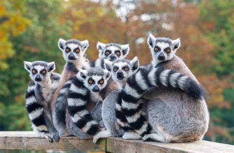 Indri Indri Ranomafanos nacionaliniame parke
