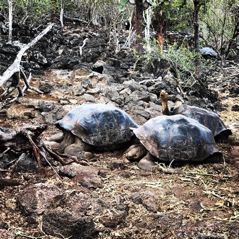 Galapagų salos: gigantiški vėžliai ir unikalios rūšys