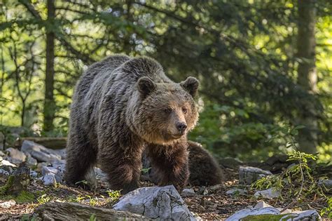 Rudasis lokys (Ursus arctos) natūralioje aplinkoje Pietų Urale