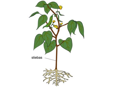 Citrinžolės stiebas ir lapai