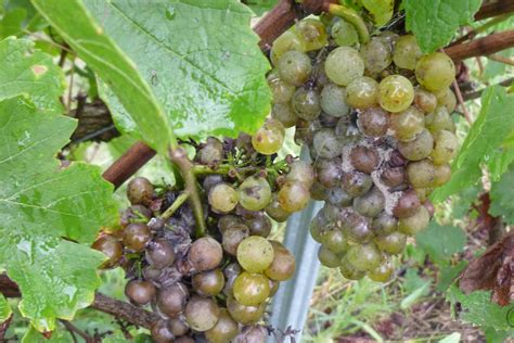 Vynuogės, paveiktos Botrytis cinerea (kilnojo puvinio)
