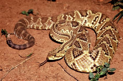 Siaubingosios barškuolės (Crotalus durissus) nuotrauka
