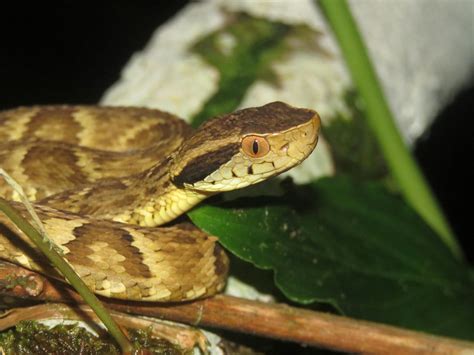 Žararakos (Bothrops jararaca) išvaizda