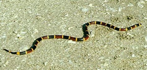 Koralinės gyvatės (Micrurus) spalvinė schema