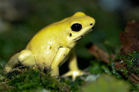Medlaipinės varlės (Phyllobates terribilis) nuotrauka