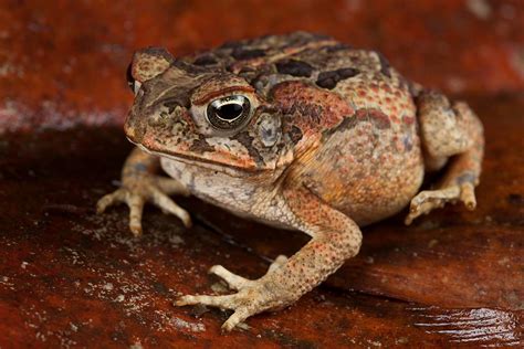 Rupūžės Agos (Rhinella marina) atvaizdas