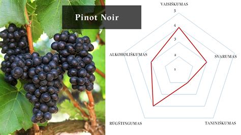 Vynuogių veislių iliustracija: Shiraz, Chardonnay, Pinot Noir