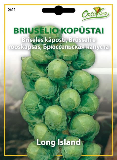 Briuselio kopūstų derlius
